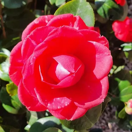 Casa Delle Vigne By Interhome * Minusio