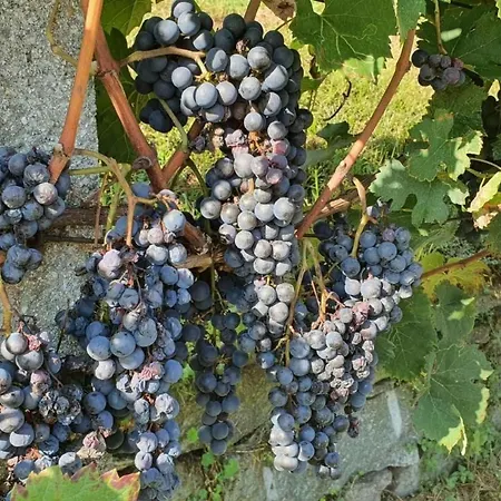 Appartement Casa Delle Vigne By Interhome