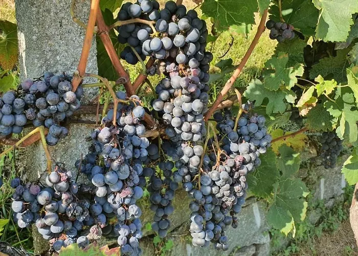 Appartamento Casa Delle Vigne By Interhome